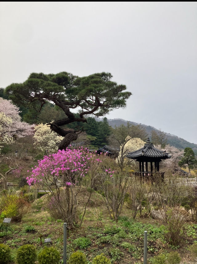 꽃길만 걷자 아침고요수목원에서🌲