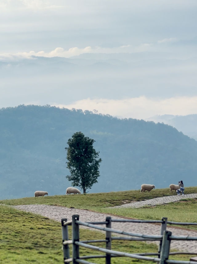 อาข่าฟาร์ม ดอยช้าง 🐑⛰️