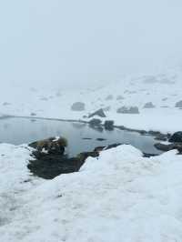 Annapurna Calling
