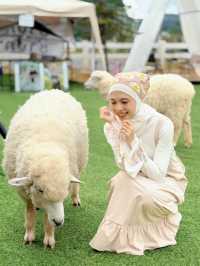 ฟาร์มแกะทุ่งสง (Thung Song Sheep Farm)