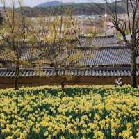 서산유기방가옥, 시간이 멈춘 고택에서 수선화축제 만끽한 하루!