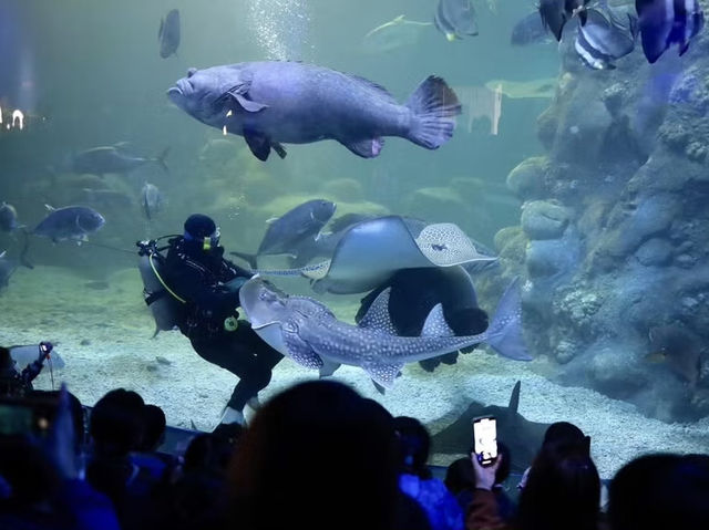 走進澎湖的海底微世界，這座小館有大感動