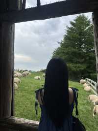 🇰🇷평창 1박 2일 | 대관령부터 용평까지 알차게 다녀온 코스