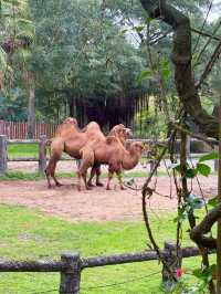 🐾台北市立動物園｜一次療癒整個動物宇宙的親子冒險，一票玩整天超值又開心！