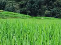 🌾 Mist, Mud & Magic – Sapa Rice Field Hike in June