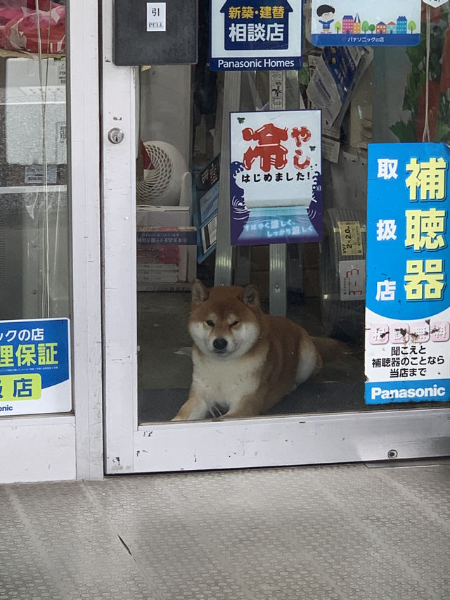 진격의거인 성지로 왔다가 마을에 반하고 가는 히타✨