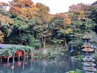 🍁漫步金澤兼六園：與光影共舞的日式秘境🌲💫