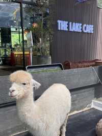 The Lake Cafe @ The Farm – Balik Pulau’s Idyllic Lakefront Escape  