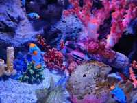 Exploring SEA LIFE