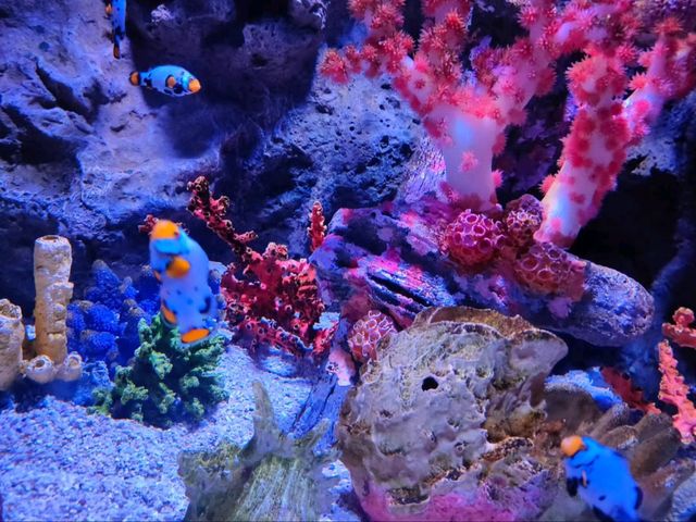 Exploring SEA LIFE