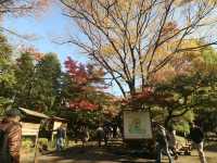 夜楓點燈絕美之東京六義園