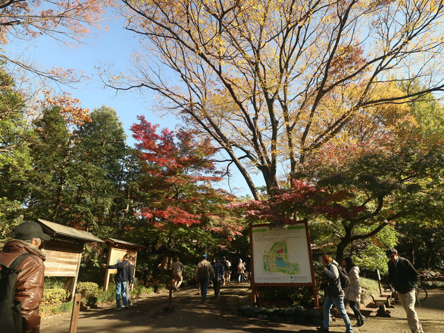 夜楓點燈絕美之東京六義園