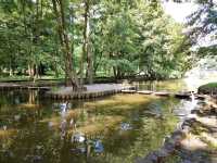 Forest Feels & Cat Surprises at Zelenogradsk City Park