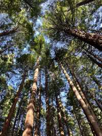 🏞 Rotorua Redwoods（Whakarewarewa Forest）｜高聳紅木林中的自然穿梭