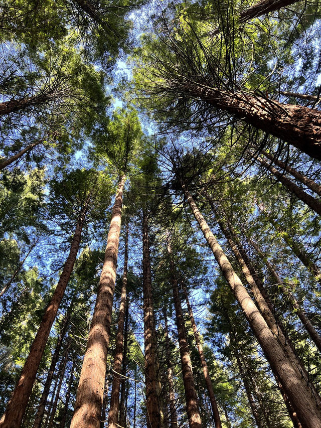 🏞 Rotorua Redwoods（Whakarewarewa Forest）｜高聳紅木林中的自然穿梭