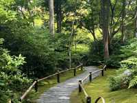 Kyoto: Arashiyama Bamboo Grove & A Taste of Kyoto! 🎋🍜