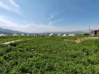 Nalati Scenic Area：Lush Green Grasslands