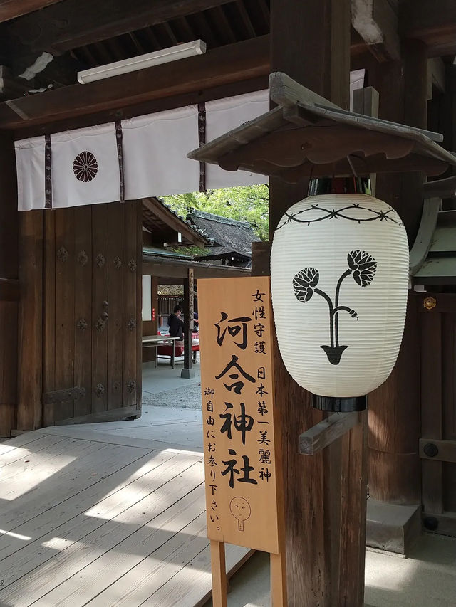 【下鴨神社】森と水に包まれる聖地🌿みたらし団子の発祥地で心清める旅