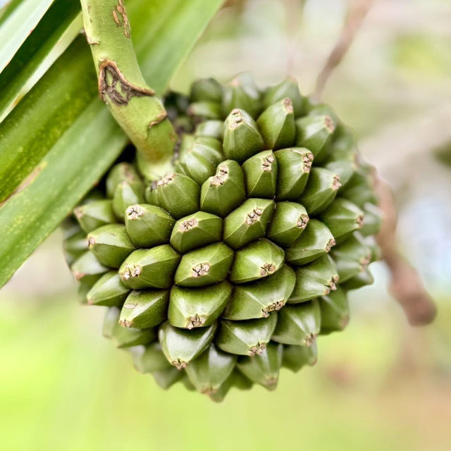 🌿 "Omoro Botanical Garden: A Hidden Jungle Oasis in Okinawa!