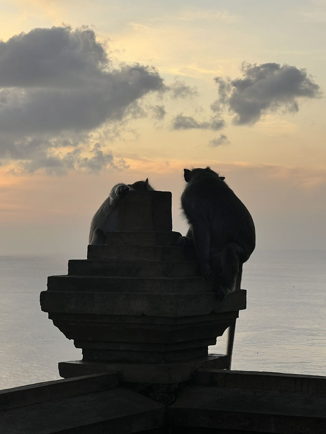 The Wild Monkeys of Bali: Playful, Sacred & Free