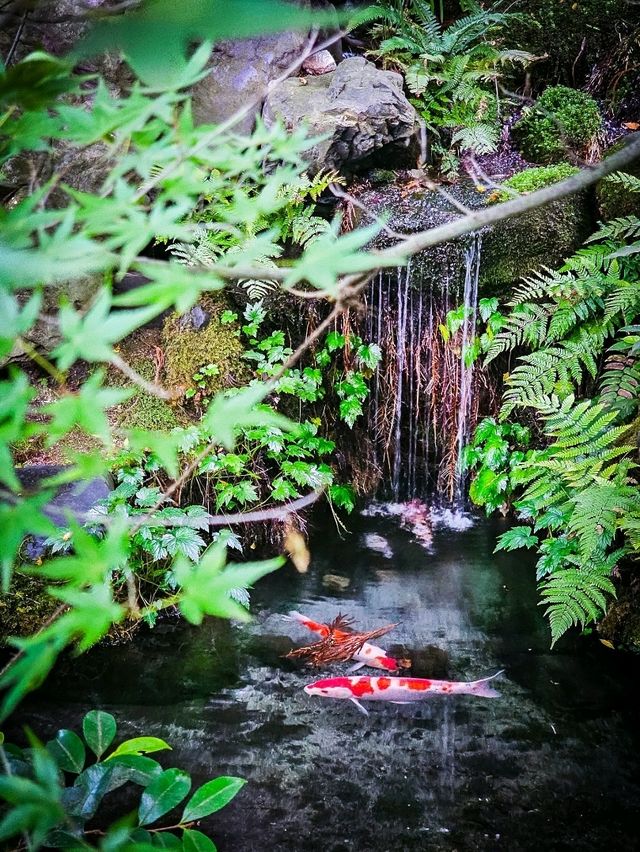 心に映る、青もみじのミラーワールド🪞🍃