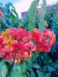 Secret Garden - Hidden Floral Paradise Above the Mall