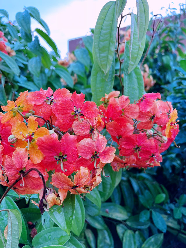 Secret Garden - Hidden Floral Paradise Above the Mall