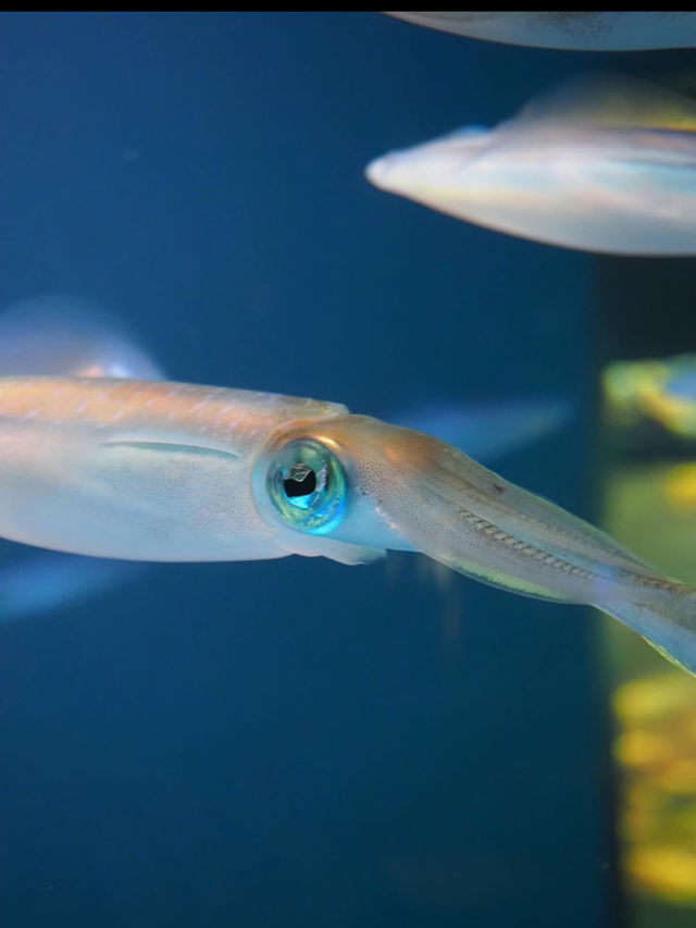🐠海響館｜フグの街・下関ならではのユニークな水族館体験！