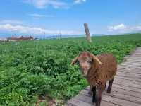 Green grasslands at Nalati Grassland