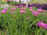Taman Agroteknologi MARDI, Cameron Highlands โ A Fresh Breath of Highland Charm ๐๐ธ