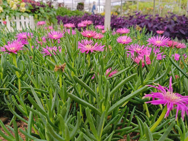 Taman Agroteknologi MARDI, Cameron Highlands โ A Fresh Breath of Highland Charm ๐๐ธ Taman Agroteknologi MARDI, Cameron Highlands โ A Fresh Breath of Highland Charm ๐๐ธ
