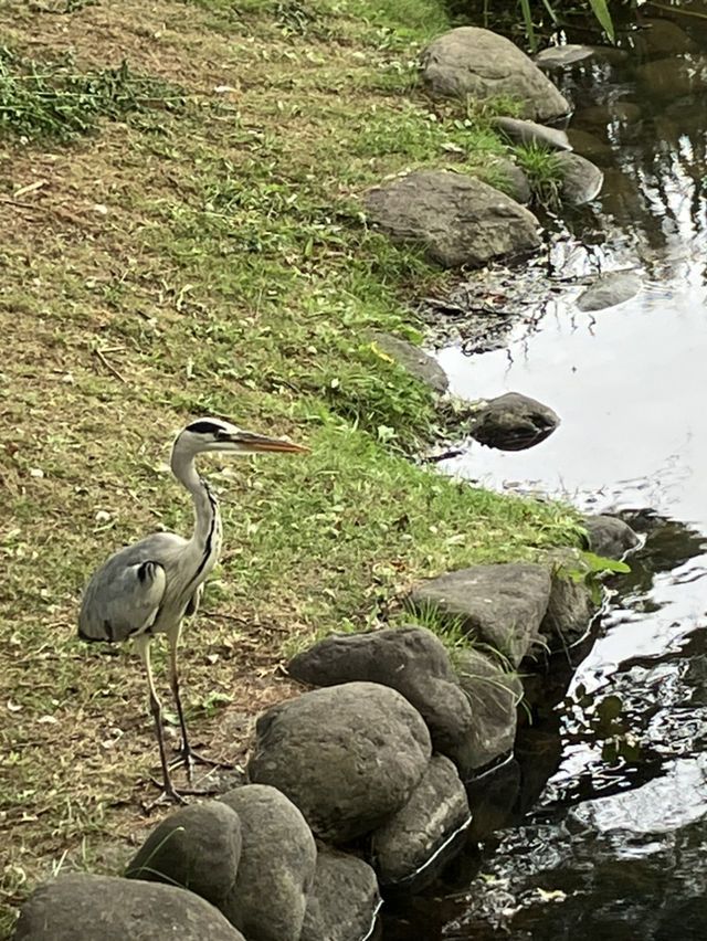 【北海道・札幌市】⛲️中島公園〜自然と文化の融合〜