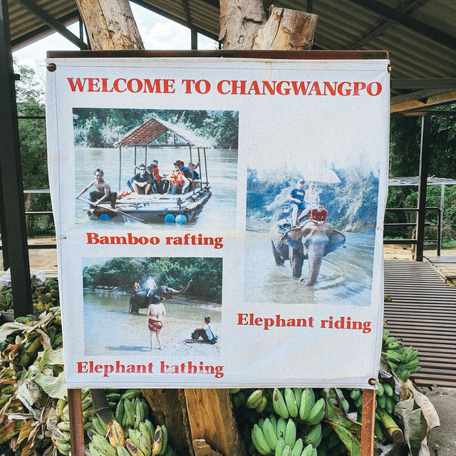 ป้อนอาหารช้าง ปางช้างไทรโยค จังหวัดกาญจนบุรี 🐘