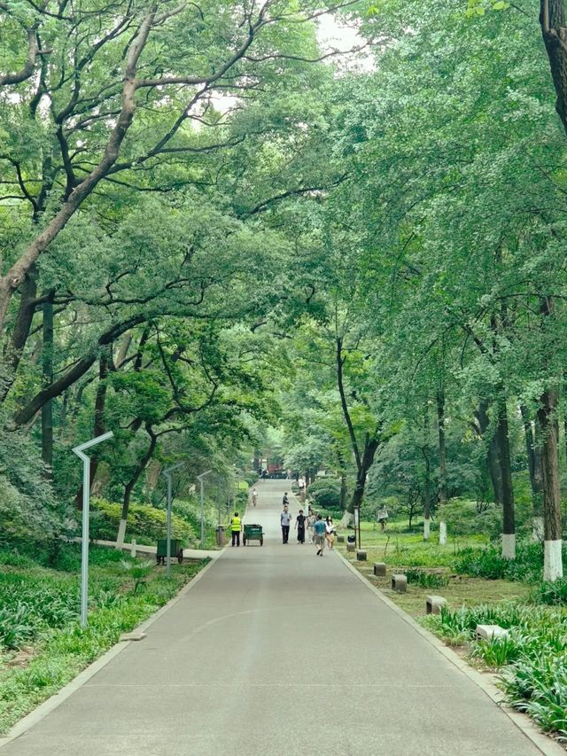 天然氧吧—武陵山國家森林公園—一秒穿越原始叢林的秘境