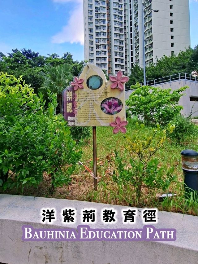 東涌尋紫荊｜洋紫荊教育徑小記｜小眾社區景點與親子自然課
