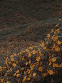 Thung Bua Tong Fields