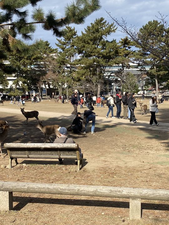 一日散策-奈良公園