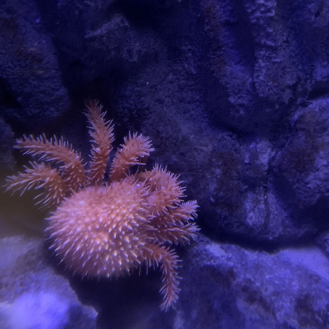 長岡花火の翌日に寄り道！癒しのうみがたり水族館❤️