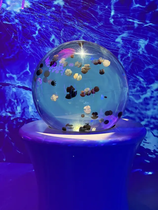 🪼COEX 江南水族館🪼