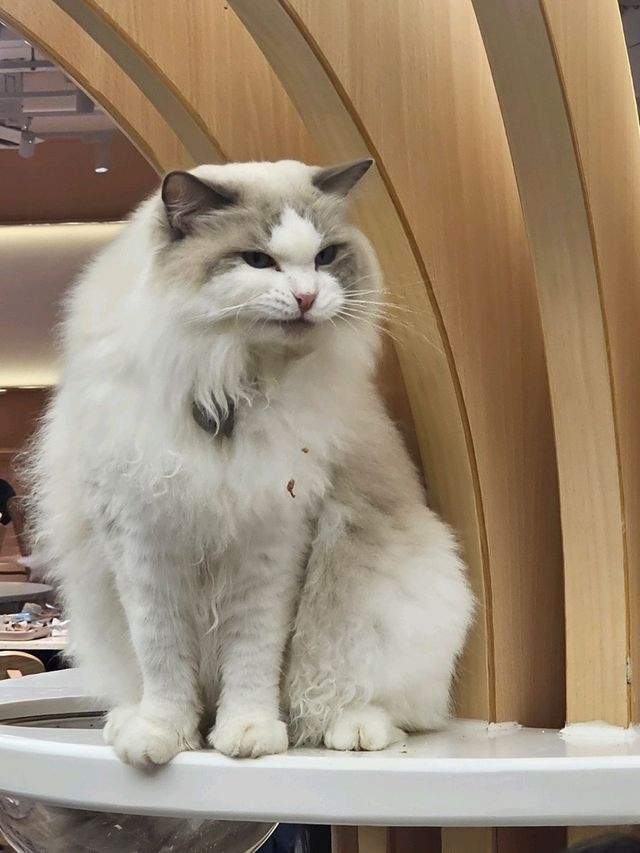 貓奴最愛打卡位推介😻