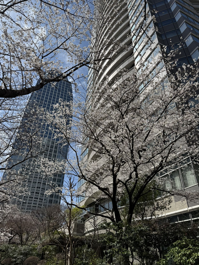 2025.03.28 櫻花季東京獨旅五天四夜行程 p6 第四天行程大公開(1.愛宕一帶) 2025.03.28 櫻花季東京獨旅五天四夜行程 p6 第四天行程大公開(1.愛宕一帶)