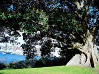 🌊 歷史與現代交織的碼頭風情：Woolloomooloo Finger Wharf