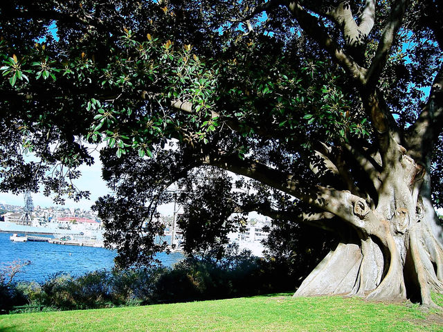 🌊 歷史與現代交織的碼頭風情：Woolloomooloo Finger Wharf