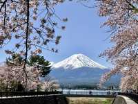 河口湖櫻花季