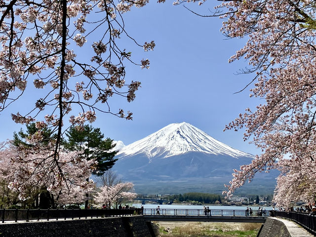 河口湖櫻花季