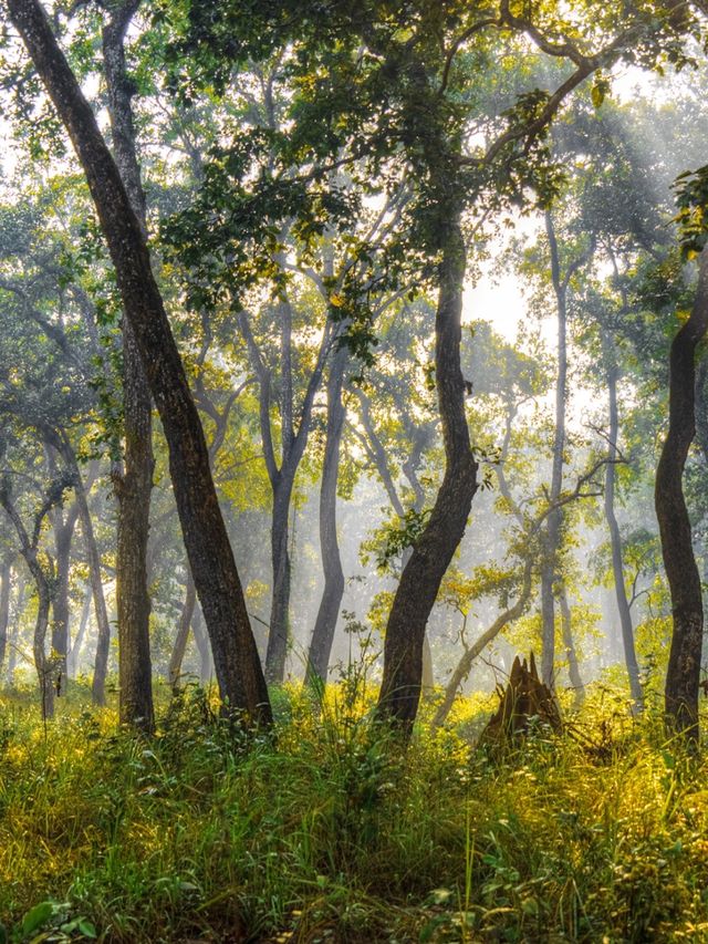 CHITWAN NATIONAL TRIP NEPAL