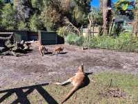 Must-visit places in Caversham Wildlife Park