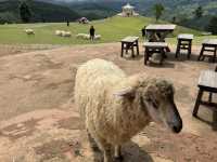 Akha FarmVille 🐑🎠⛰️