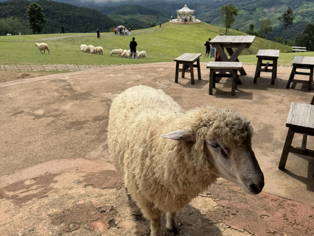Akha FarmVille 🐑🎠⛰️