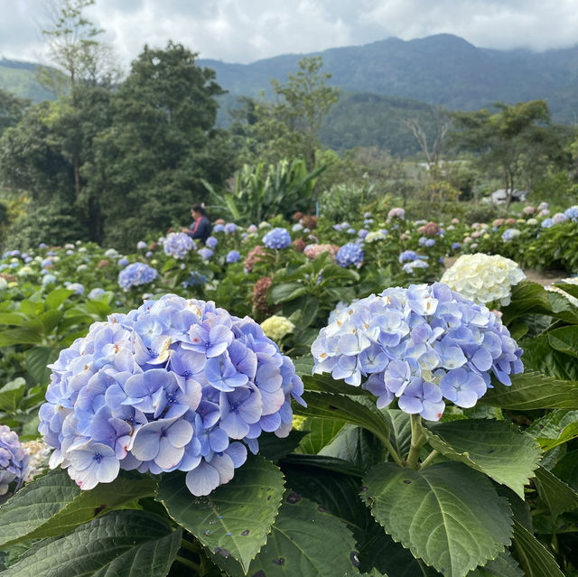🌸💙 ปล่อยใจจอย ๆ ที่ทุ่งไฮเดรนเยีย สวนคุณทองดี 💙